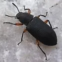 Haplandrus fulvipes - photo 3