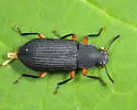 Haplandrus fulvipes - photo 4