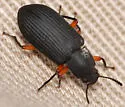 Haplandrus fulvipes - photo 5