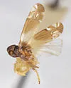Haplaxius balli
