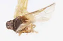 Haplaxius balli - photo 2