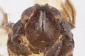 Haplaxius balli - photo 3