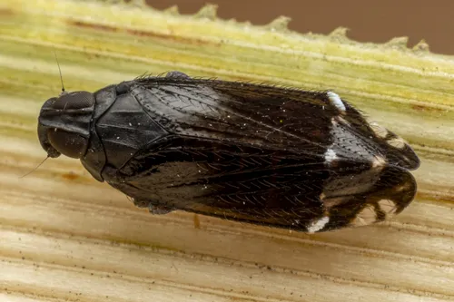 Haplaxius beameri