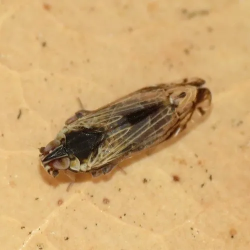 Haplaxius catalinus