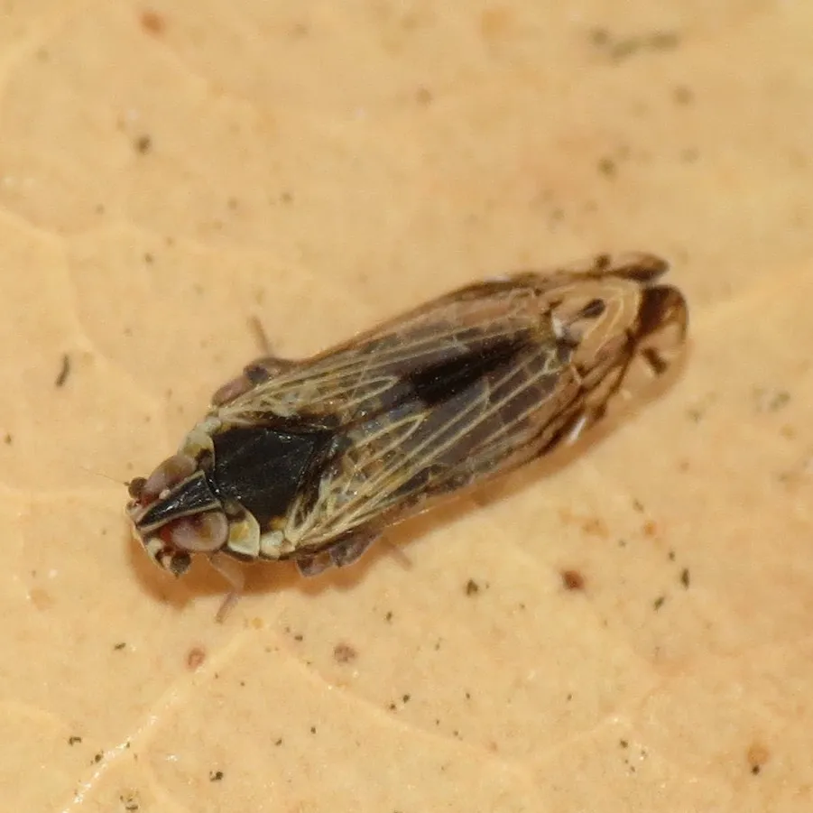 Haplaxius catalinus - photo 2