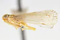 Haplaxius collinus