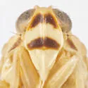 Haplaxius collinus - photo 3
