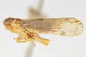 Haplaxius collinus - photo 4