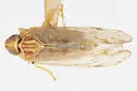 Haplaxius collinus - photo 5