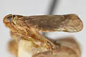 Haplaxius crena