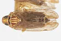 Haplaxius crena - photo 2