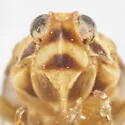 Haplaxius crena - photo 3