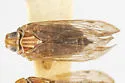 Haplaxius crena - photo 4
