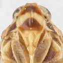 Haplaxius crena - photo 5