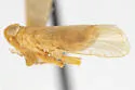 Haplaxius dozieri