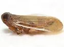 Haplaxius enotatus
