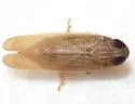 Haplaxius enotatus - photo 2