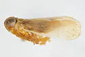 Haplaxius enotatus - photo 3