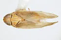 Haplaxius enotatus - photo 4