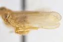 Haplaxius flocki