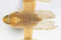 Haplaxius flocki - photo 3