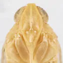 Haplaxius flocki - photo 4