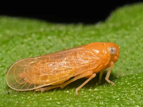 Haplaxius fulvus