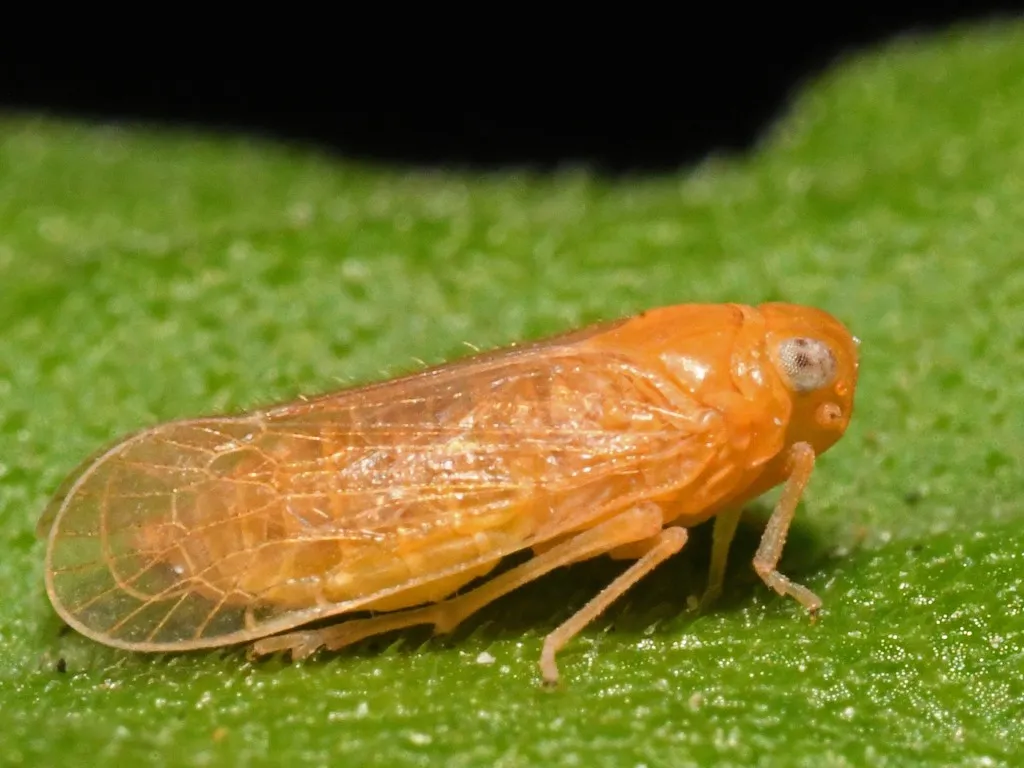 Haplaxius fulvus - photo 2