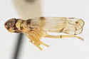 Haplaxius gabrielensis