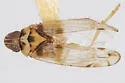 Haplaxius gabrielensis - photo 2