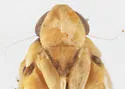 Haplaxius gabrielensis - photo 3