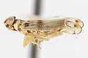 Haplaxius gabrielensis - photo 4
