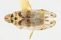 Haplaxius gabrielensis - photo 5