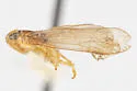 Haplaxius glyphis