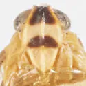 Haplaxius glyphis - photo 3