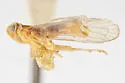 Haplaxius glyphis - photo 4