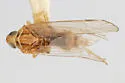 Haplaxius glyphis - photo 5