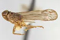 Haplaxius impiger