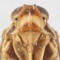 Haplaxius impiger - photo 3