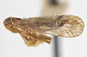 Haplaxius impiger - photo 4