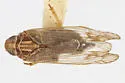 Haplaxius impiger - photo 5