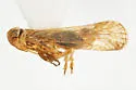 Haplaxius lophion
