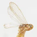 Haplaxius lophion - photo 3