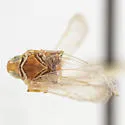 Haplaxius lophion - photo 4