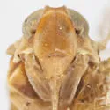 Haplaxius lophion - photo 5