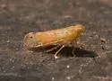 Haplaxius lunatus