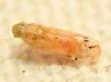 Haplaxius lunatus - photo 2