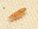 Haplaxius lunatus - photo 3