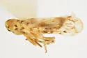 Haplaxius lunatus - photo 4