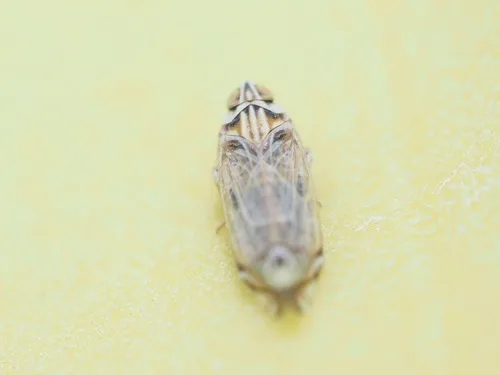 Haplaxius mojavensis
